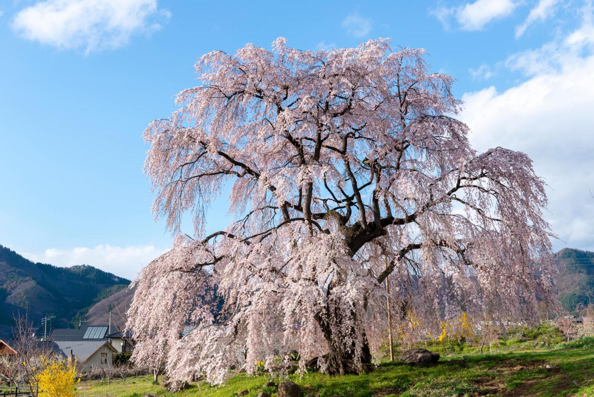 The Toji Ba Matsukawakan Takayama  Dış mekan fotoğraf