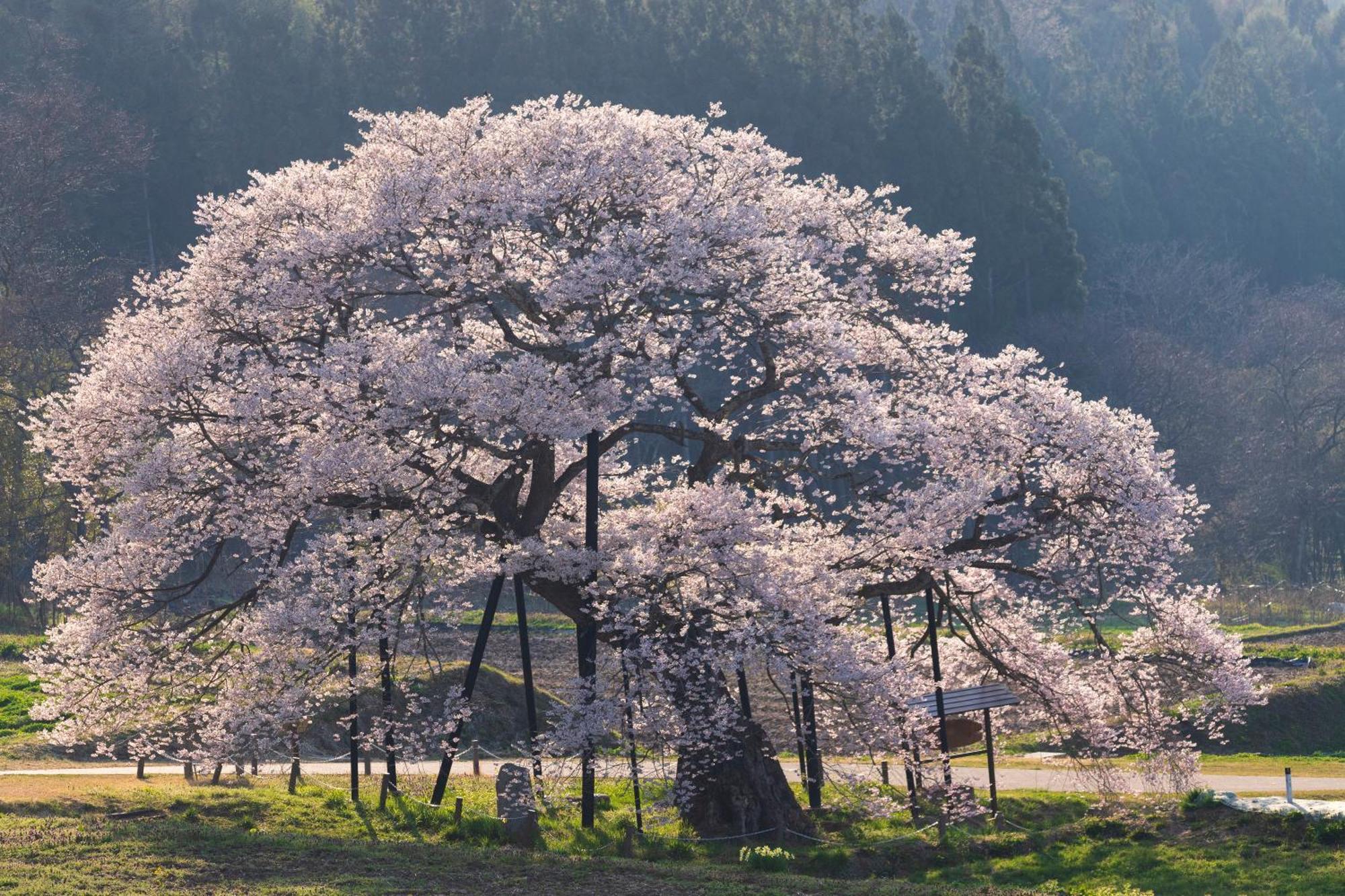 The Toji Ba Matsukawakan Takayama  Dış mekan fotoğraf